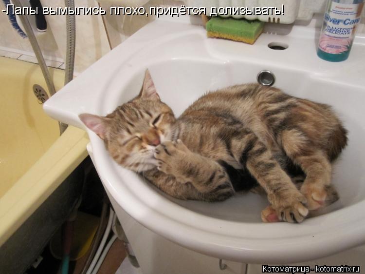 -Лапы вымылись плохо,придётся долизывать!... Котоматрица: -Лапы вымылись плохо,придётся долизывать!