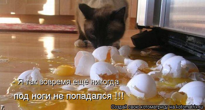 - Я так вовремя ещё никогда под ноги не попадался !!!... Котоматрица: - Я так вовремя ещё никогда под ноги не попадался !!!
