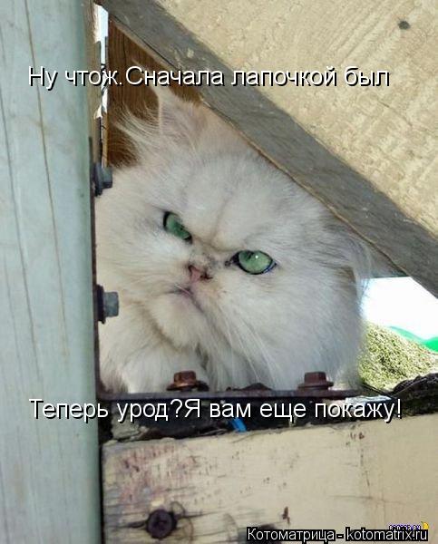Ну чтож.Сначала лапочкой был Теперь урод?Я вам еще покажу!... Котоматрица: Ну чтож.Сначала лапочкой был Теперь урод?Я вам еще покажу!