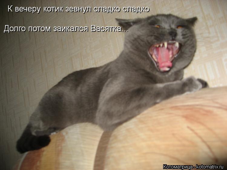Котоматрица: К вечеру котик зевнул сладко сладко Долго потом заикался Васятка...