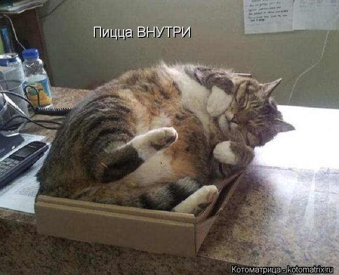 Пицца ВНУТРИ... Котоматрица: Пицца ВНУТРИ