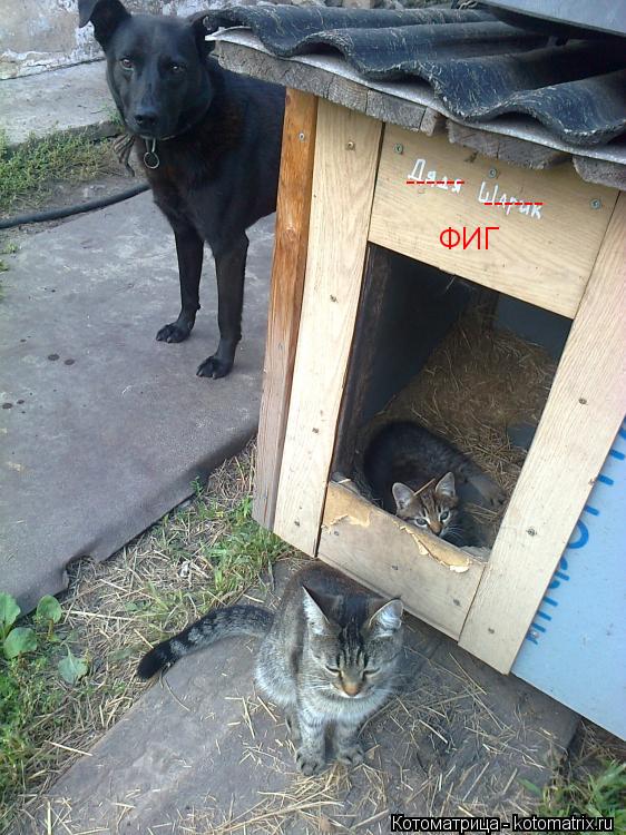 ------ ------ ФИГ... Котоматрица: ------ ------ ФИГ