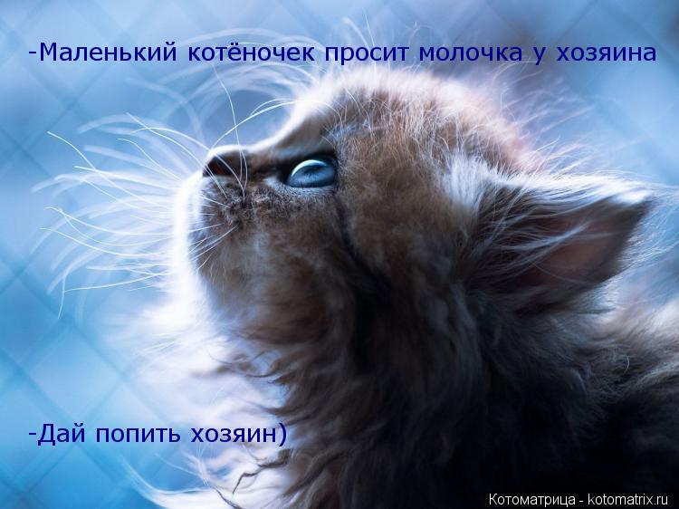 -Маленький котёночек просит молочка у хозяина -Дай попить хозяин)... Котоматрица: -Маленький котёночек просит молочка у хозяина -Дай попить хозяин)