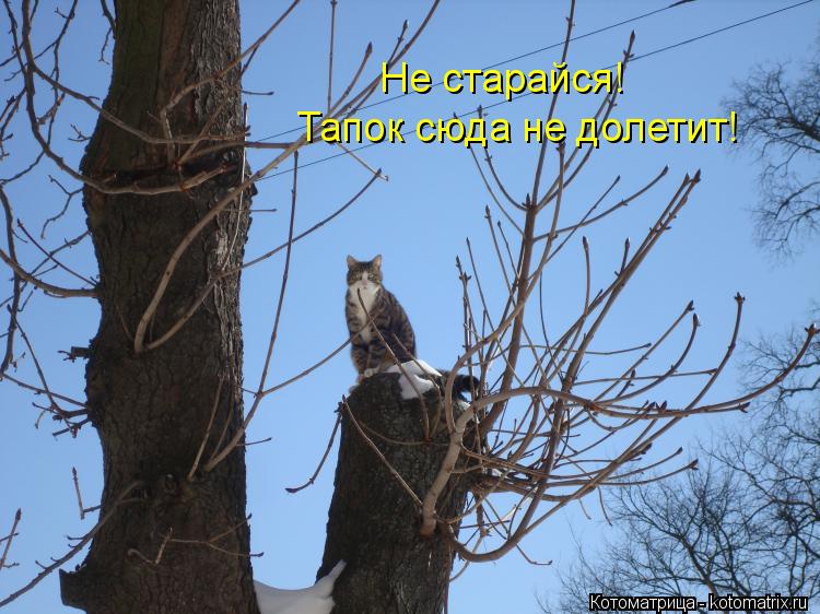 Не старайся! Тапок сюда не долетит!... Котоматрица: Не старайся! Тапок сюда не долетит!