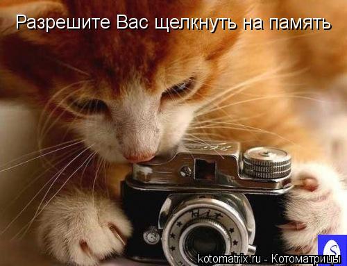 Разрешите Вас щелкнуть на память... Котоматрица: Разрешите Вас щелкнуть на память