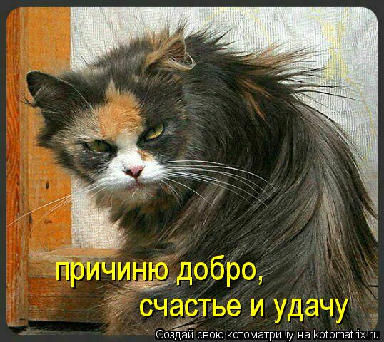 причиню добро, счастье и удачу... Котоматрица: причиню добро, счастье и удачу