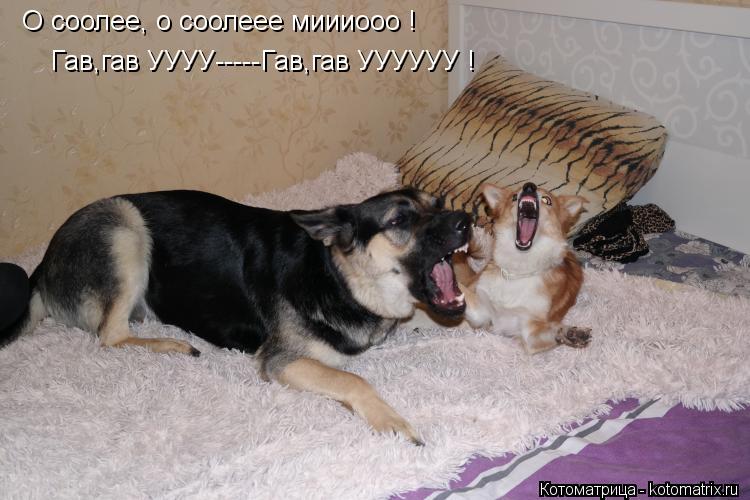 О соолее, о соолеее миииооо ! Гав,гав УУУУ-----Гав,гав УУУУУУ !... Котоматрица: О соолее, о соолеее миииооо ! Гав,гав УУУУ-----Гав,гав УУУУУУ !