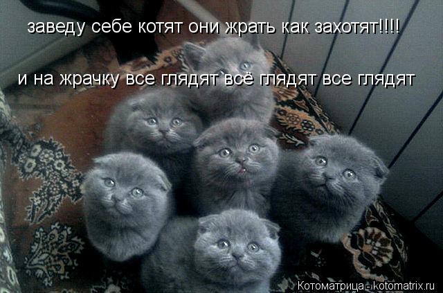 заведу себе котят они жрать как захотят!!!! и на жрачку все глядят всё глядят все глядят... Котоматрица: заведу себе котят они жрать как захотят!!!! и на жрачку все глядят всё глядят все глядят