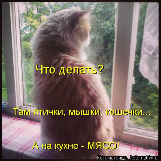 Что делать? Там птички, мышки, кошечки... А на кухне - МЯСО!... Котоматрица: Что делать? Там птички, мышки, кошечки... А на кухне - МЯСО!