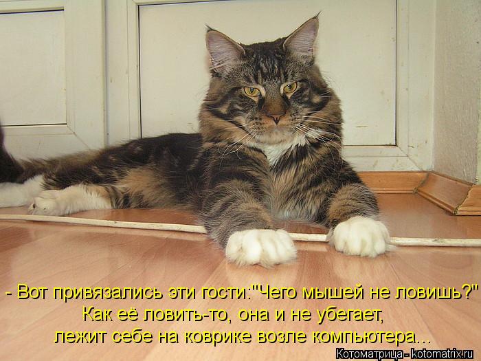 Котоматрица: - Вот привязались эти гости:"Чего мышей не ловишь?" Как её ловить-то, она и не убегает,  лежит себе на коврике возле компьютера...
