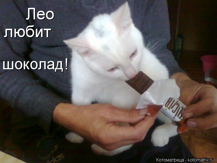 Лео любит шоколад!... Котоматрица: Лео любит шоколад!