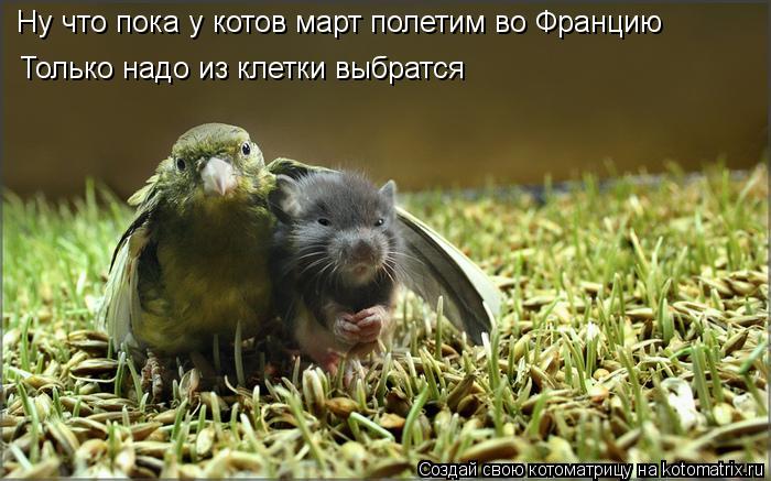 Ну что пока у котов март полетим во Францию Только надо из клетки выбратся... Котоматрица: Ну что пока у котов март полетим во Францию Только надо из клетки выбратся