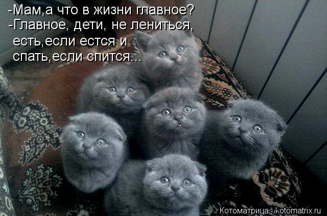-Мам,а что в жизни главное? -Главное, дети, не лениться, есть,если естся и спать,если спится...... Котоматрица: -Мам,а что в жизни главное? -Главное, дети, не лениться, есть,если естся и спать,если спится...