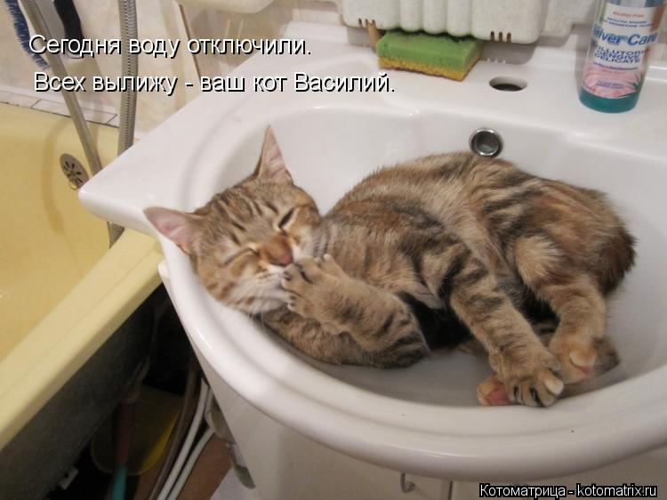 Сегодня воду отключили. Всех вылижу - ваш кот Василий.... Котоматрица: Сегодня воду отключили. Всех вылижу - ваш кот Василий.