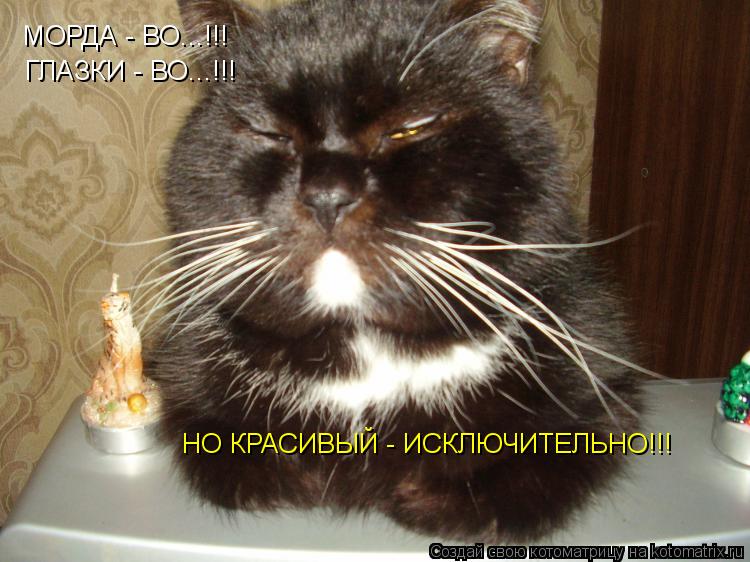 МОРДА - ВО...!!! ГЛАЗКИ - ВО...!!! НО КРАСИВЫЙ - ИСКЛЮЧИТЕЛЬНО!!!... Котоматрица: МОРДА - ВО...!!! ГЛАЗКИ - ВО...!!! НО КРАСИВЫЙ - ИСКЛЮЧИТЕЛЬНО!!!