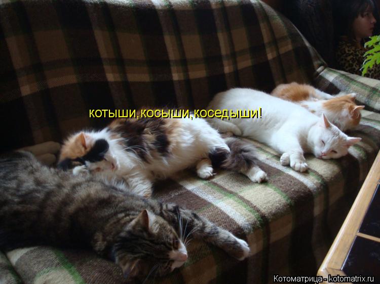 котыши,косыши,коседыши!... Котоматрица: котыши,косыши,коседыши!