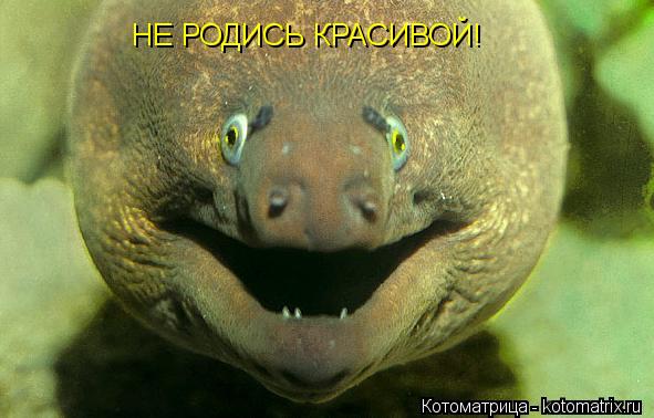 НЕ РОДИСЬ КРАСИВОЙ!... Котоматрица: НЕ РОДИСЬ КРАСИВОЙ!