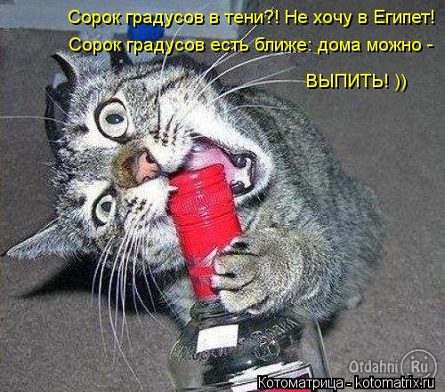 Сорок градусов в тени?! Не хочу в Египет! Сорок градусов есть ближе: дома можно - ВЫПИТЬ! ))... Котоматрица: Сорок градусов в тени?! Не хочу в Египет! Сорок градусов есть ближе: дома можно - ВЫПИТЬ! ))