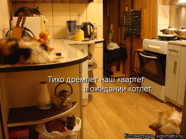 Тихо дремлет наш квартет в ожидании котлет.... Котоматрица: Тихо дремлет наш квартет в ожидании котлет.