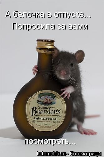 А белочка в отпуске... Попросила за вами посмотреть...... Котоматрица: А белочка в отпуске... Попросила за вами посмотреть...