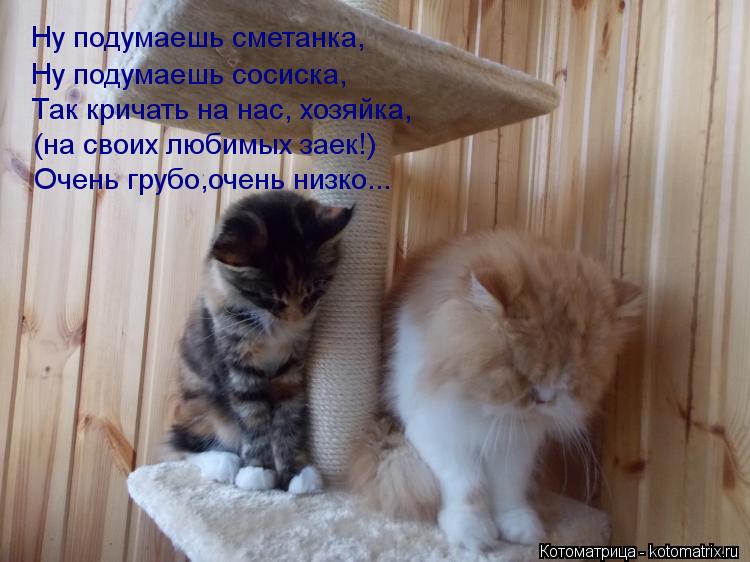 Котоматрица: Ну подумаешь сметанка, Ну подумаешь сосиска, Так кричать на нас, хозяйка, (на своих любимых заек!) Очень грубо,очень низко...