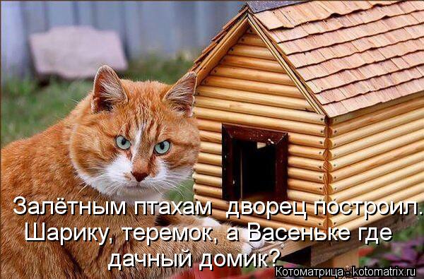 Залётным птахам дворец построил. Шарику, теремок, а Васеньке где дачный домик?... Котоматрица: Залётным птахам дворец построил. Шарику, теремок, а Васеньке где дачный домик?