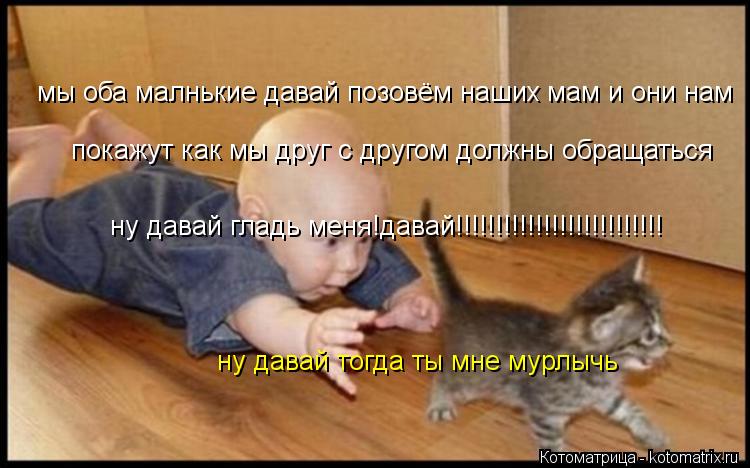 мы оба малнькие давай позовём наших мам и они нам покажут как мы друг с другом должны обращаться ну д... Котоматрица: мы оба малнькие давай позовём наших мам и они нам покажут как мы друг с другом должны обращаться ну давай гладь меня!давай!!!!!!!!!!!!!!!!!!!!!!!!!! ну