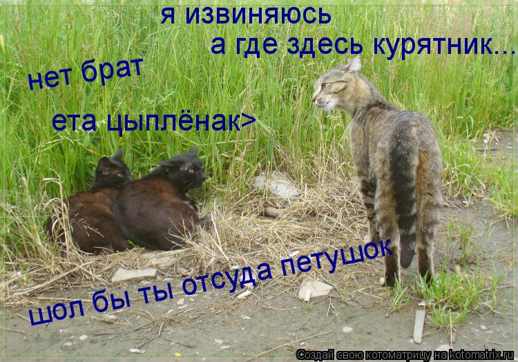 я извиняюсь а где здесь курятник... шол бы ты отсуда петушок нет брат ета цыплёнак>... Котоматрица: я извиняюсь а где здесь курятник... шол бы ты отсуда петушок нет брат ета цыплёнак>