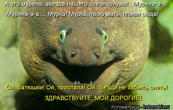 А это мурена, звезда нашего океанариума!.. Мурена-а-а! Мурена-а-а.... Мурка! Мурка, твою мать, плыви ... Котоматрица: А это мурена, звезда нашего океанариума!.. Мурена-а-а! Мурена-а-а.... Мурка! Мурка, твою мать, плыви сюда! Ой, батюшки! Ой, проспала! Ой, бигуди не з