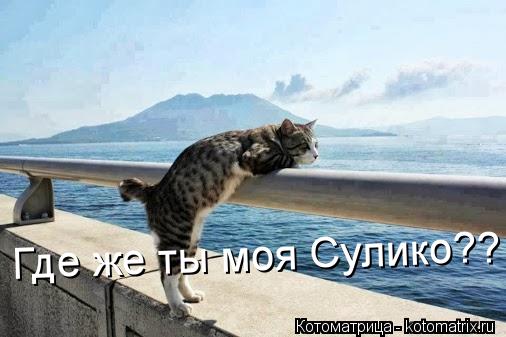 Котоматрица: Где же ты моя Сулико??