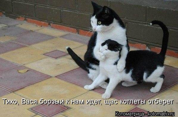 Тихо, Вася борзый к нам идет, щас котлеты отберет... Котоматрица: Тихо, Вася борзый к нам идет, щас котлеты отберет