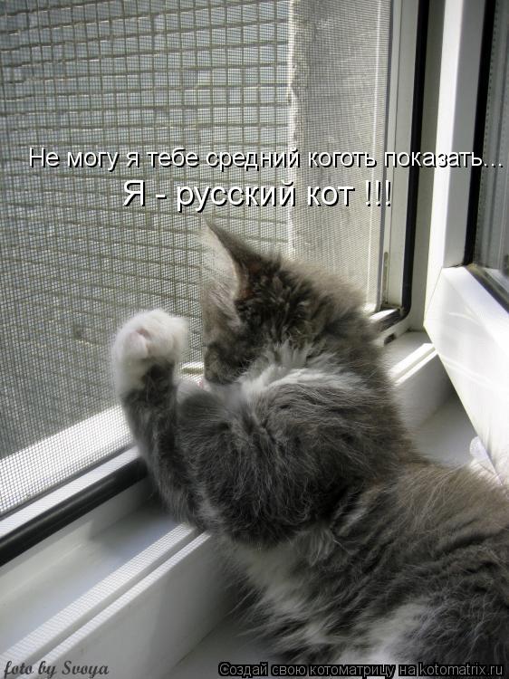 Не могу я тебе средний коготь показать... Я - русский кот !!!... Котоматрица: Не могу я тебе средний коготь показать... Я - русский кот !!!