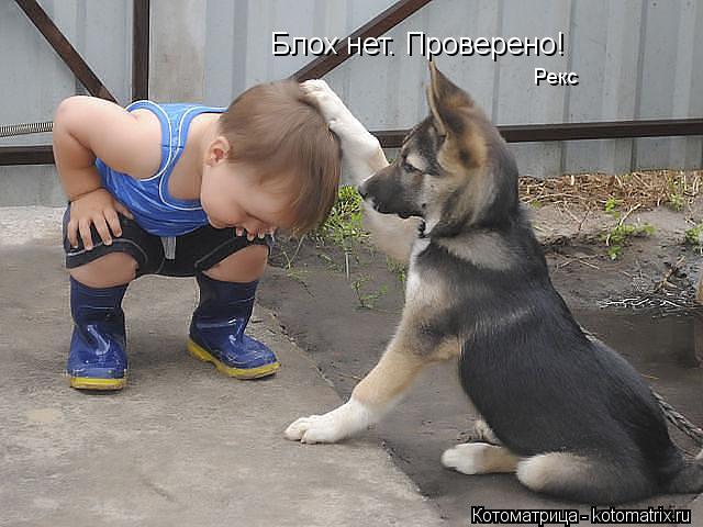 Котоматрица: Блох нет. Проверено! Рекс