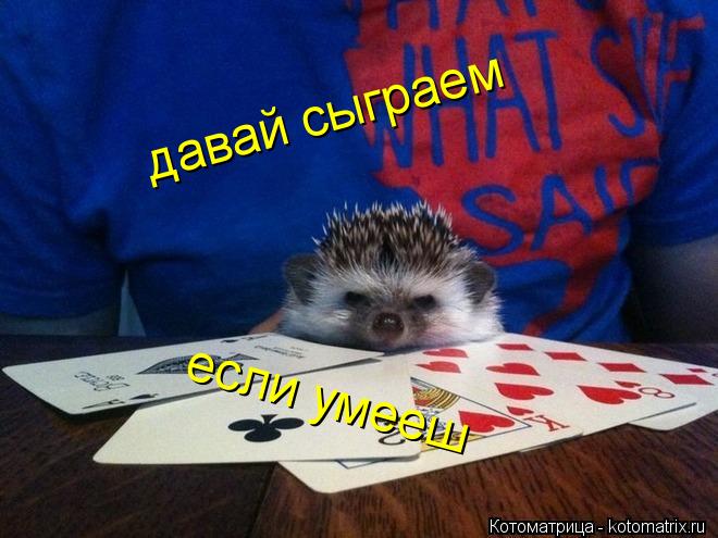 давай сыграем если умееш... Котоматрица: давай сыграем если умееш