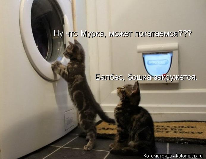 Ну что Мурка, может покатаемся??? Балбес, бошка закружется.... Котоматрица: Ну что Мурка, может покатаемся??? Балбес, бошка закружется.