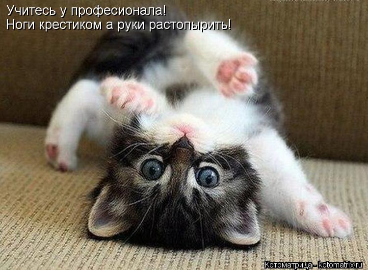 Учитесь у професионала! Ноги крестиком а руки растопырить!... Котоматрица: Учитесь у професионала! Ноги крестиком а руки растопырить!
