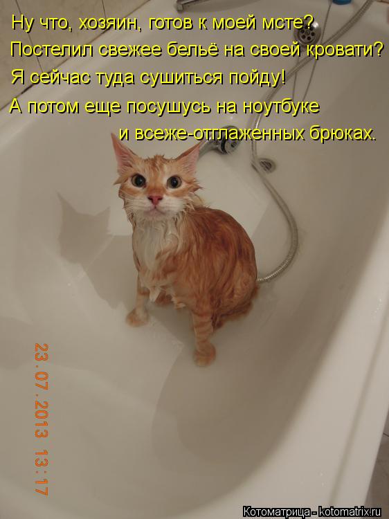 Ну что, хозяин, готов к моей мсте? Постелил свежее бельё на своей кровати? Я сейчас туда сушиться пой... Котоматрица: Ну что, хозяин, готов к моей мсте? Постелил свежее бельё на своей кровати? Я сейчас туда сушиться пойду! А потом еще посушусь на ноутбуке и вс