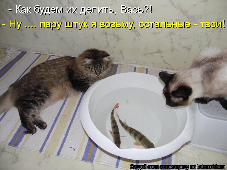 - Как будем их делить, Вась?! - Ну .... пару штук я возьму, остальные - твои!... Котоматрица: - Как будем их делить, Вась?! - Ну .... пару штук я возьму, остальные - твои!