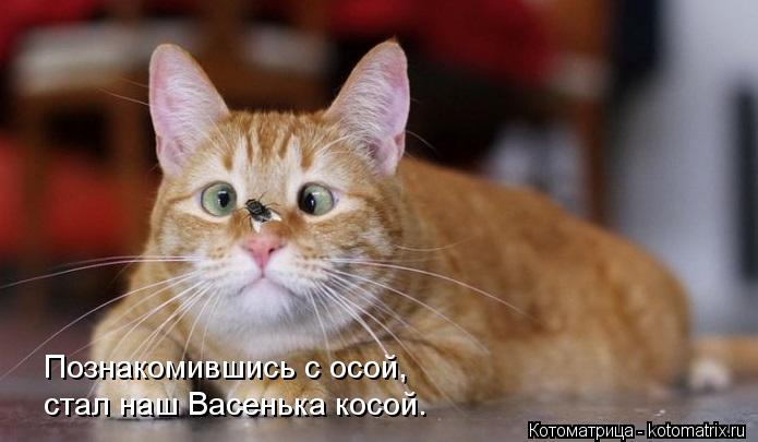 Котоматрица: Познакомившись с осой, стал наш Васенька косой.