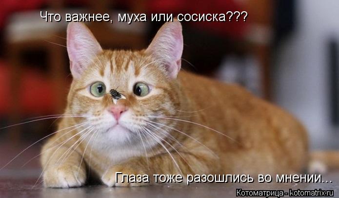 Что важнее, муха или сосиска??? Глаза тоже разошлись во мнении...... Котоматрица: Что важнее, муха или сосиска??? Глаза тоже разошлись во мнении...