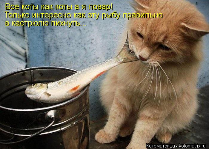 Все коты как коты а я повар! Только интересно как эту рыбу правильно в кастрюлю пихнуть...... Котоматрица: Все коты как коты а я повар! Только интересно как эту рыбу правильно в кастрюлю пихнуть...