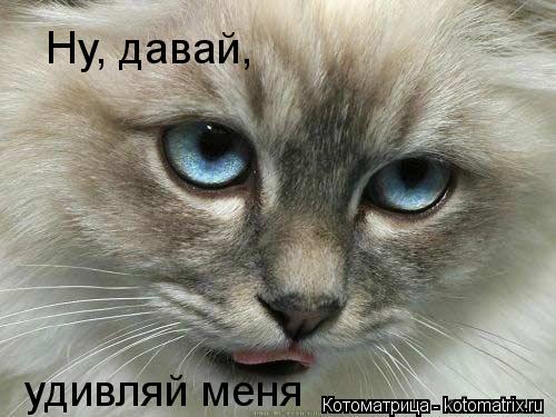 Ну, давай, удивляй меня... Котоматрица: Ну, давай, удивляй меня