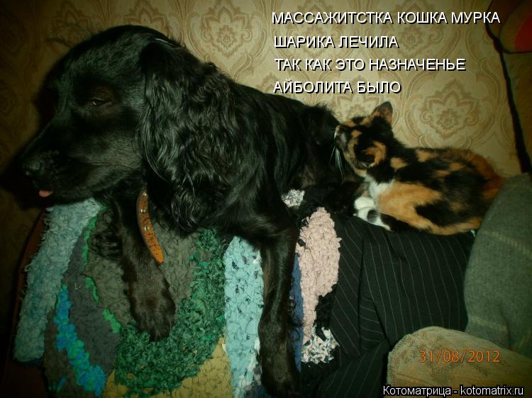 МАССАЖИТСТКА КОШКА МУРКА ШАРИКА ЛЕЧИЛА ТАК КАК ЭТО НАЗНАЧЕНЬЕ АЙБОЛИТА БЫЛО... Котоматрица: МАССАЖИТСТКА КОШКА МУРКА ШАРИКА ЛЕЧИЛА ТАК КАК ЭТО НАЗНАЧЕНЬЕ АЙБОЛИТА БЫЛО