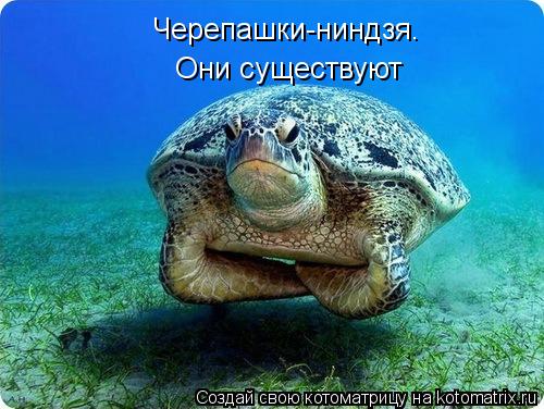 Котоматрица: Черепашки-ниндзя. Они существуют