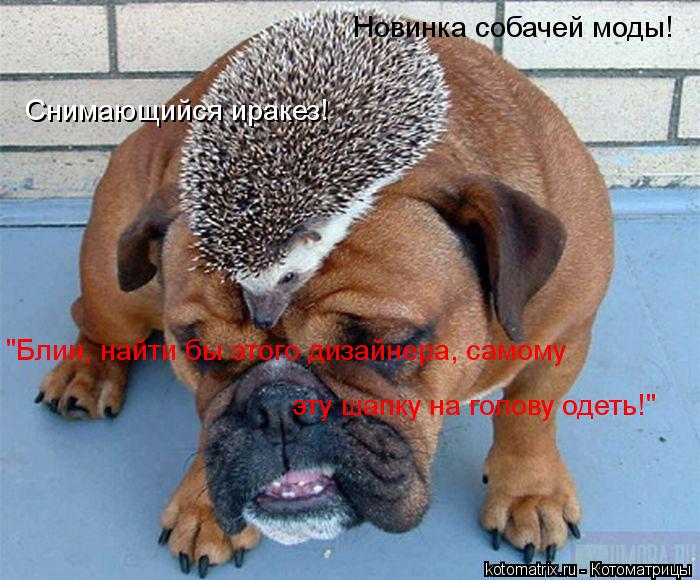 Новинка собачей моды! Снимающийся иракез! "Блин, найти бы этого дизайнера, самому эту шапку на голов... Котоматрица: Новинка собачей моды! Снимающийся иракез! "Блин, найти бы этого дизайнера, самому эту шапку на голову одеть!"