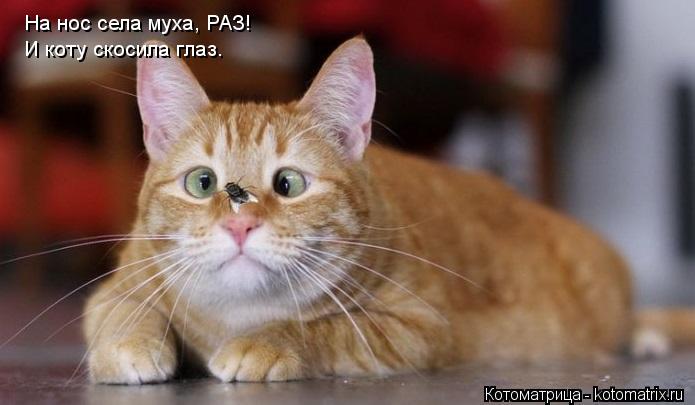 На нос села муха, РАЗ! И коту скосила глаз.... Котоматрица: На нос села муха, РАЗ! И коту скосила глаз.