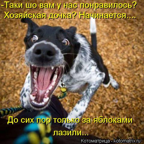 -Таки шо вам у нас понравилось? Хозяйская дочка? Начинается.... До сих пор только за яблоками лазили.... Котоматрица: -Таки шо вам у нас понравилось? Хозяйская дочка? Начинается.... До сих пор только за яблоками лазили...