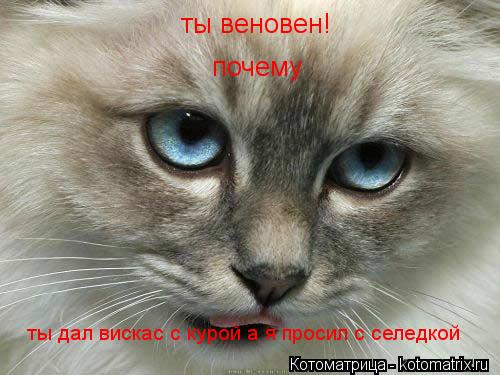 ты веновен! почему ты дал вискас с курой а я просил с селедкой... Котоматрица: ты веновен! почему ты дал вискас с курой а я просил с селедкой