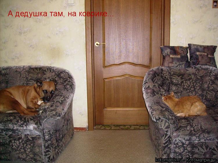 А дедушка там, на коврике...... Котоматрица: А дедушка там, на коврике...