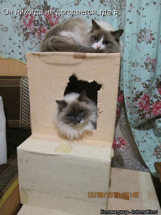 Он никогда не догодается, где я.... Котоматрица: Он никогда не догодается, где я.